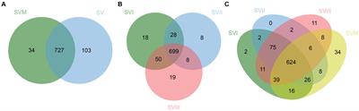 Widely targeted metabolomics analysis of Sanghuangporus vaninii mycelia and fruiting bodies at different harvest stages